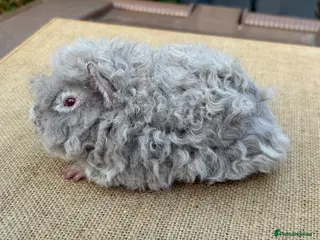 Guinea Pig rodents Lunkarya guinea pigs - Advert 17
