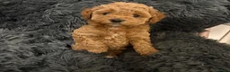 Cavapoochon dogs for sale: Therapy Puppies  - Advert 18