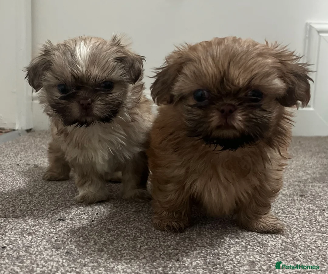 Shih Tzu dogs for sale: ✨Tiny Imperial Shih Tzu puppies ✨ - Advert 11