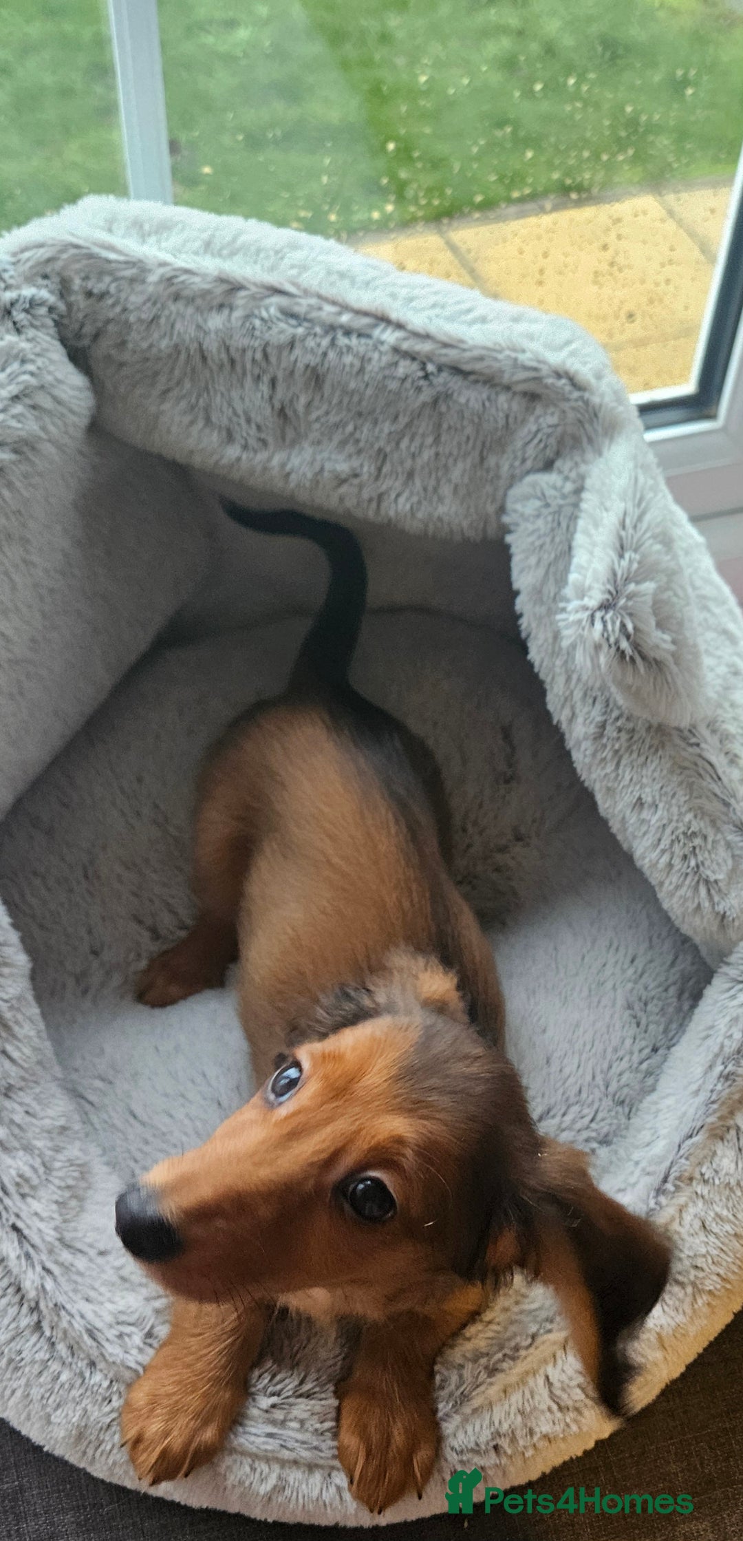 Miniature Dachshund dogs for sale: Ready now 🩵🩵🩵🩷 - Advert 31