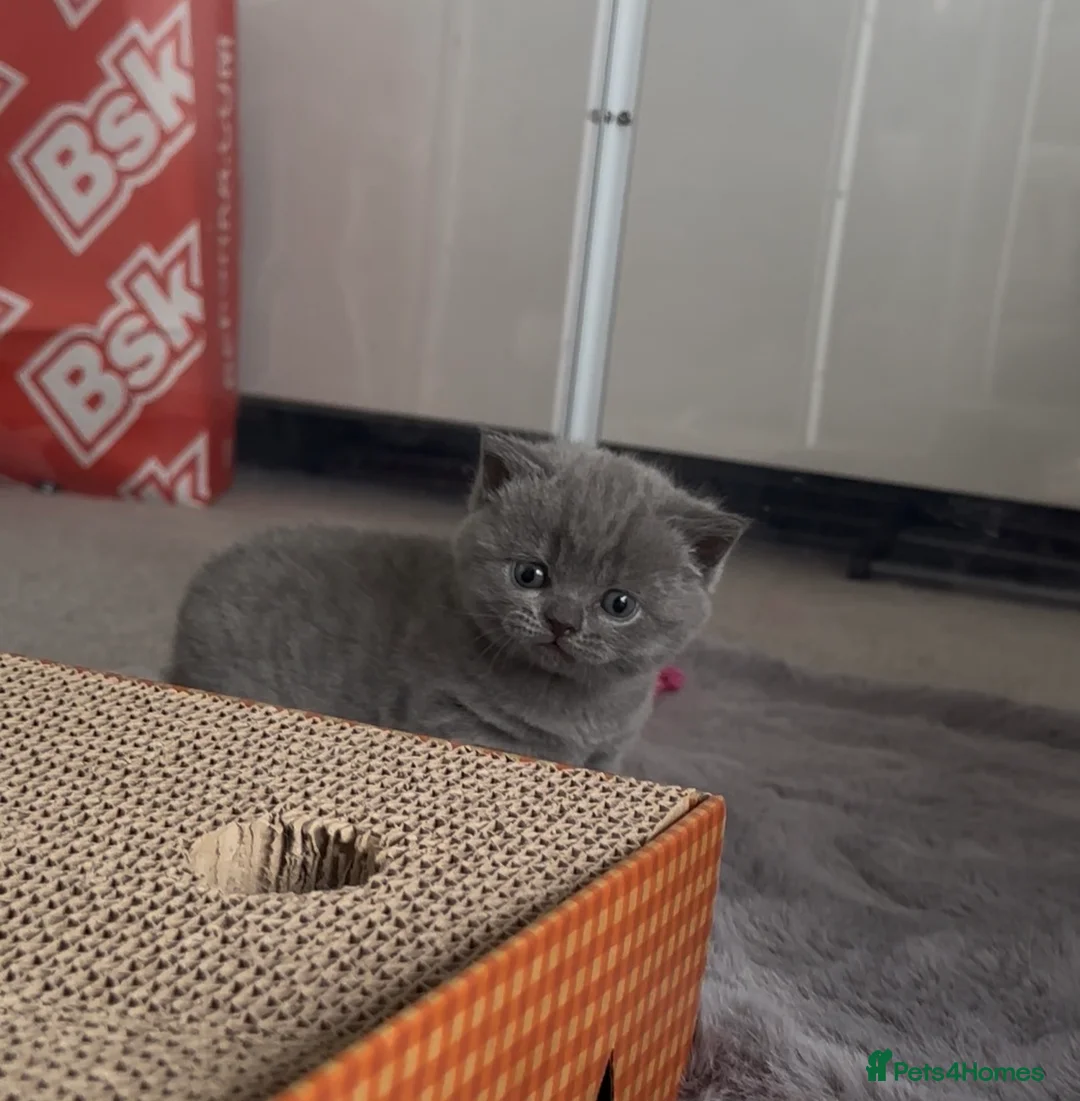 British Shorthair cats for sale: British blue  - Advert 2