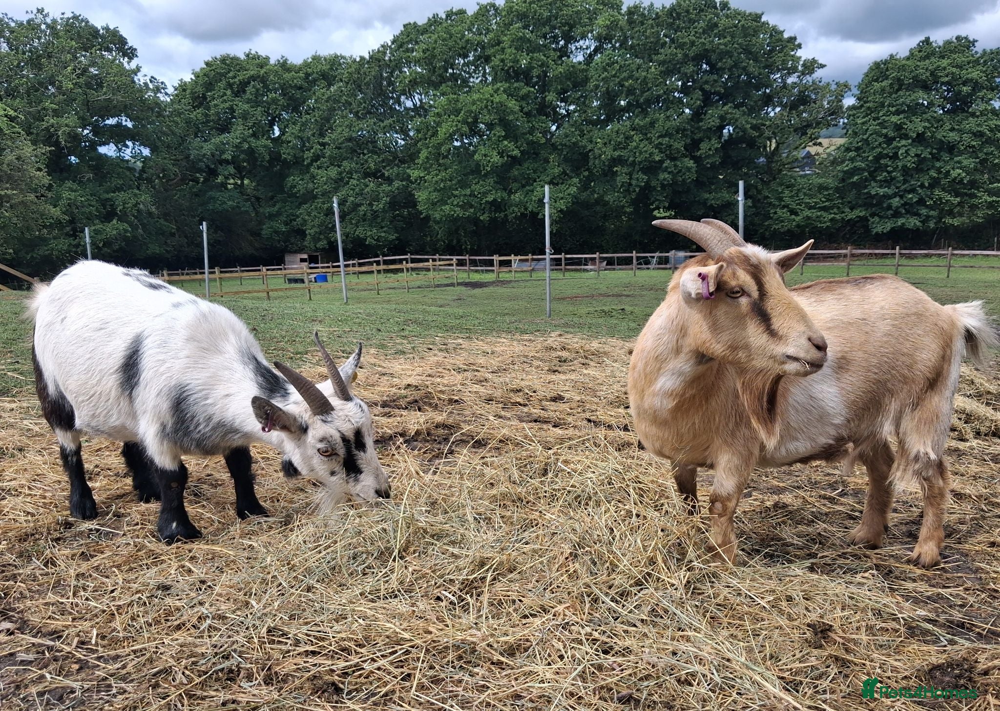 Goats livestock Two Female Pygmy Goats (to go together) - Advert 1