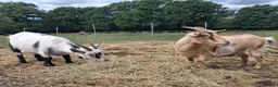 Goats livestock for sale: Two Female Pygmy Goats (to go together) - Advert 1