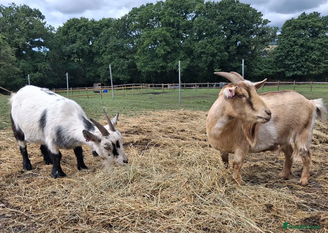 Goats livestock for sale: Two Female Pygmy Goats (to go together) - Advert 1