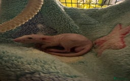 Rat rodents for sale: Milo & Bruce - disabled boy and younger brother  - Image 4