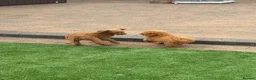 Toy Poodle dogs for sale: Toy poodle puppies - Advert 14