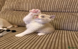 British Shorthair cats for sale: Stunning litter of kittens  - Advert 4