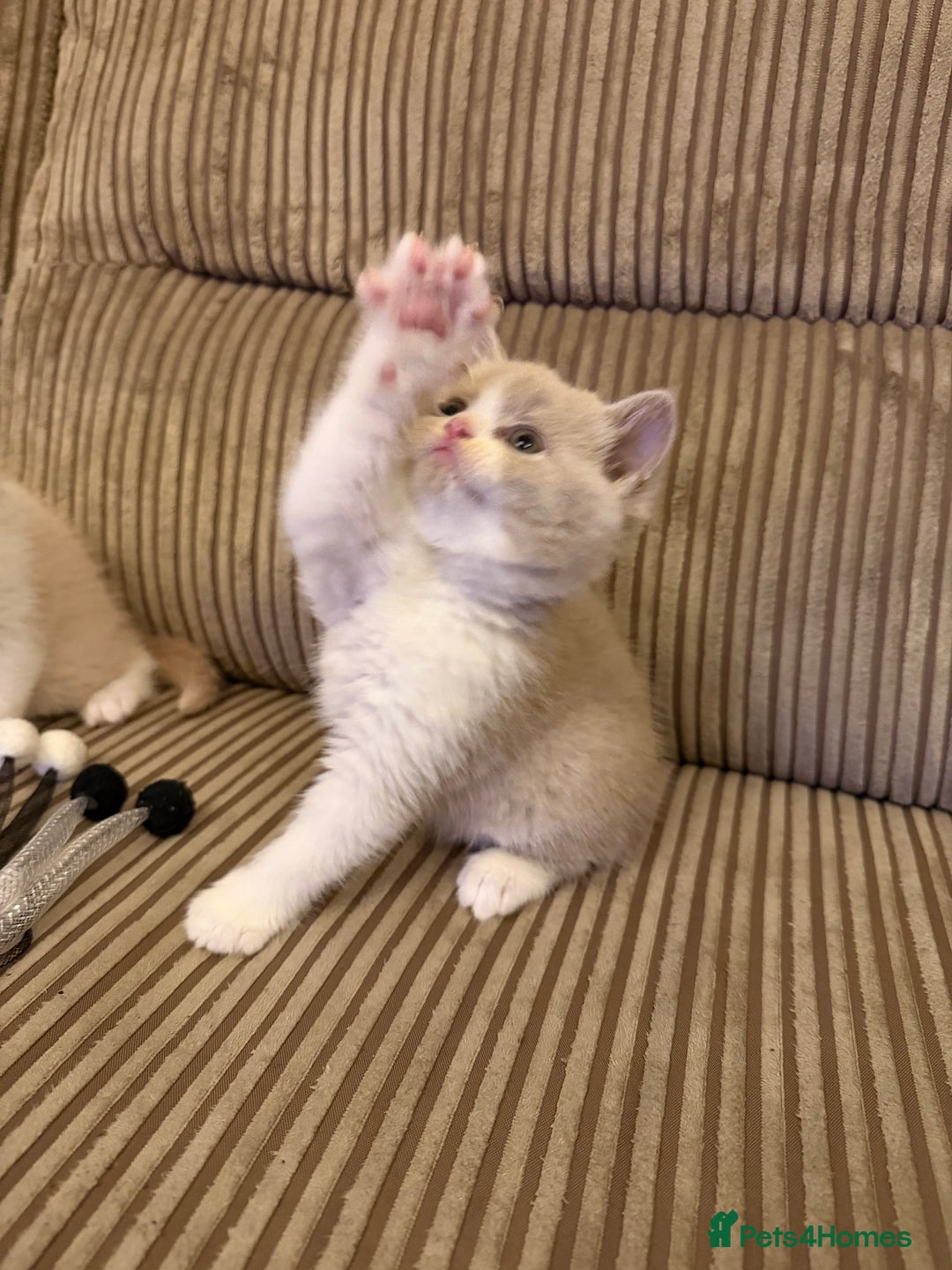 British Shorthair cats for sale: Stunning litter of kittens  - Advert 4