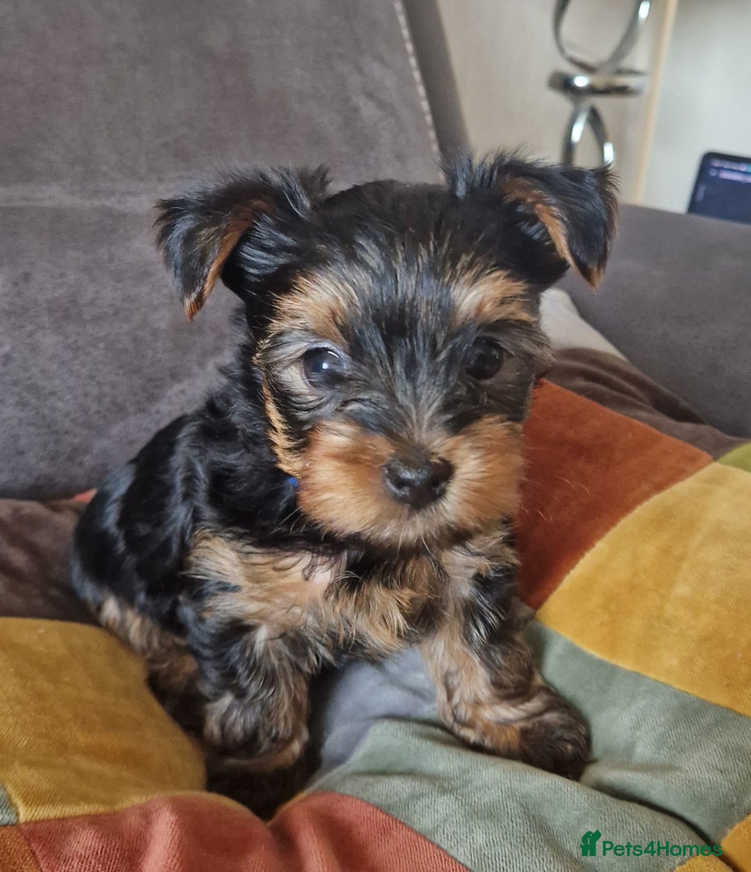 Yorkshire Terrier dogs for sale: Beautiful Yorkshire Terrier puppies - Image 3