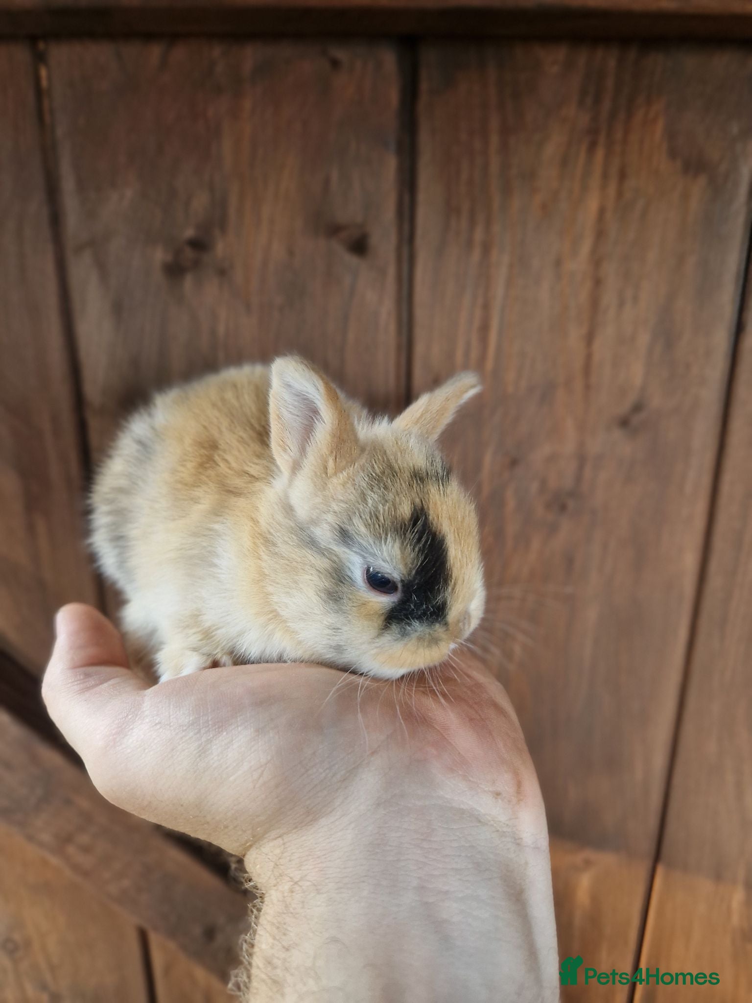 Mixed Breed rabbits Very tame baby rabbits  - Advert 1