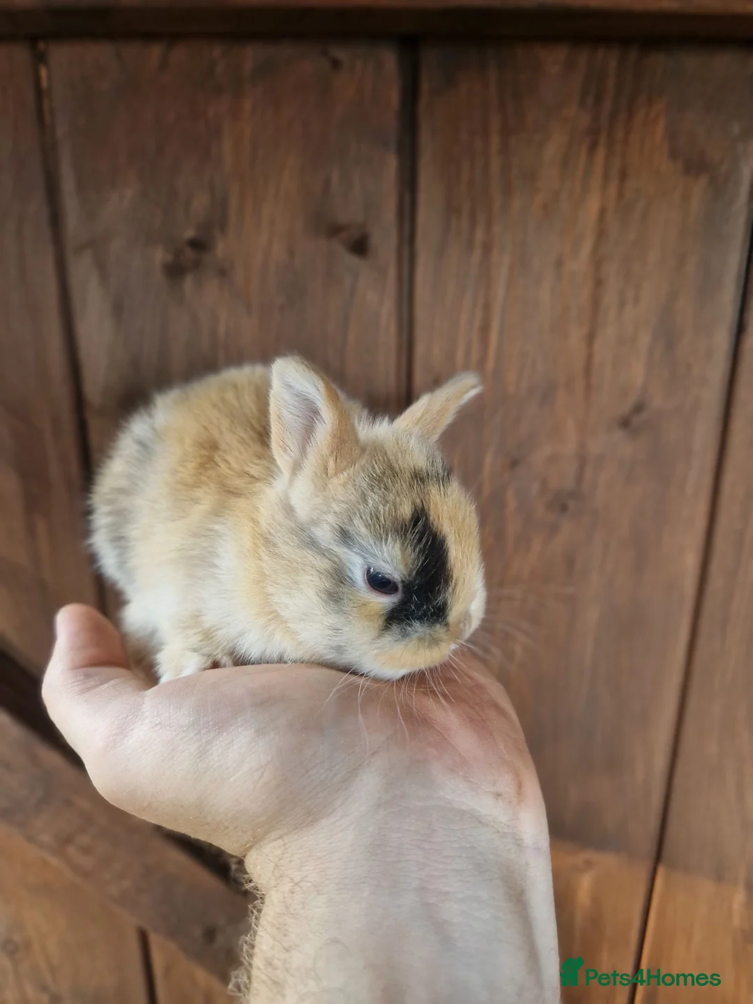 Mixed Breed rabbits for sale: Very tame baby rabbits  - Advert 1