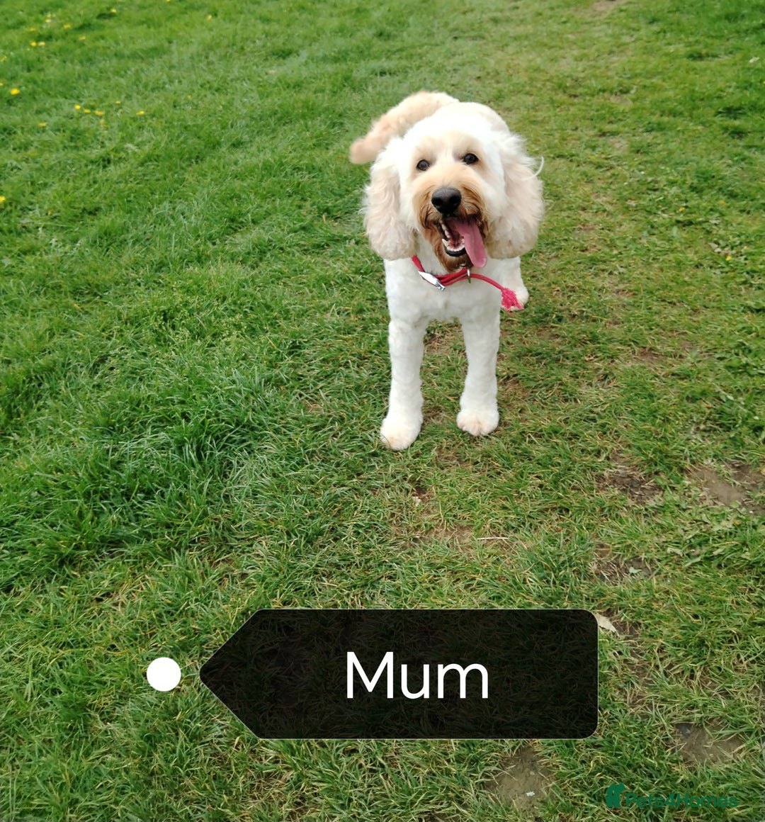 Cockapoo dogs for sale: F1B Cockapoo - Image 9
