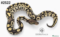 Python Snake reptiles for sale: Unusual Mojave Desert Ghost 100% Het Hypo - Image 3