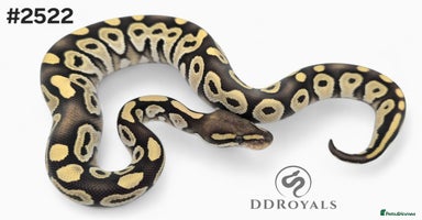 Python Snake reptiles - Advert 6