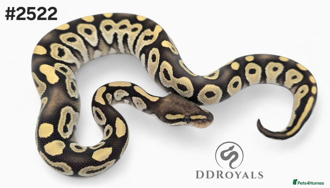 Python Snake reptiles for sale: Unusual Mojave Desert Ghost 100% Het Hypo - Image 3