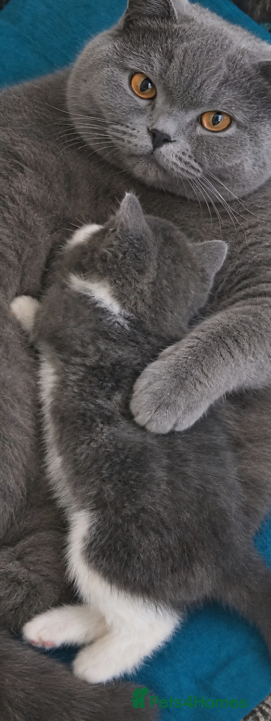 Mixed Breed cats for sale: British blue short hair cross male kitten in Cardiff - Advert 2