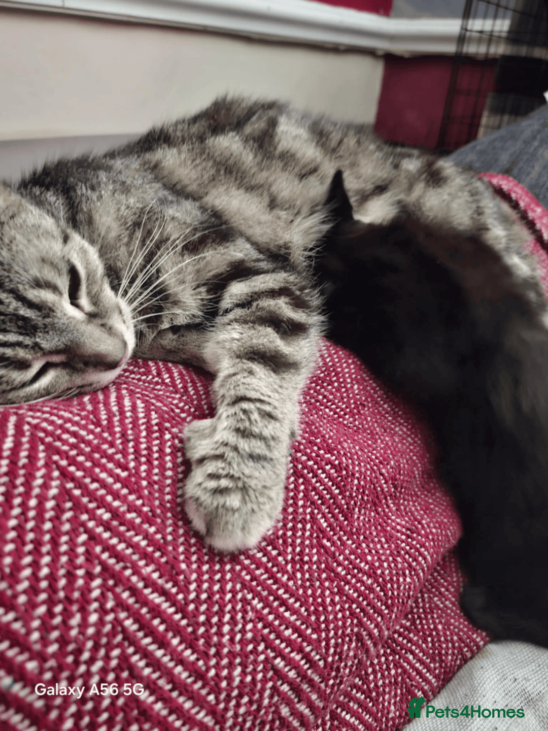 Siamese cats for sale: Male black kitten  - Advert 2