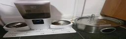 Mixed Breed cats for sale: 2 Female Kittens for Sale - Advert 3