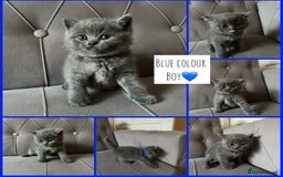 Scottish Fold cats for sale: Adorable Scottish Fold & Straight Kittens 💕🐾 - Image 5