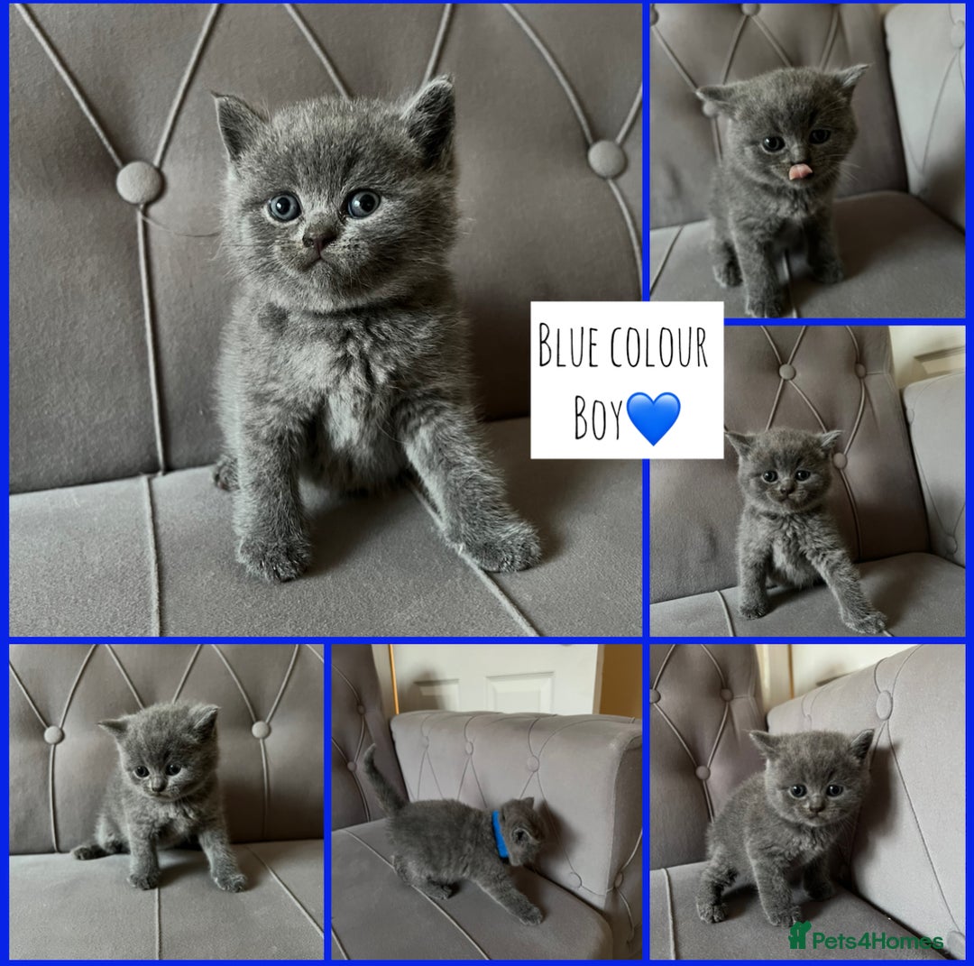 Scottish Fold cats for sale: Adorable Scottish Fold & Straight Kittens 💕🐾 - Image 5