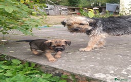 Border Terrier dogs for sale: Border terrier bitch - Image 2