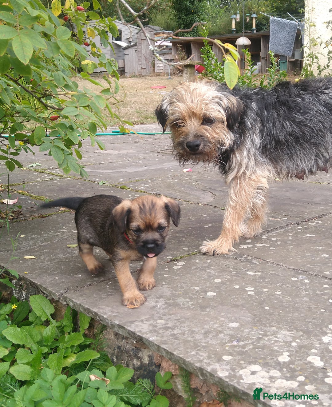 Border Terrier dogs for sale: Border terrier bitch - Image 2