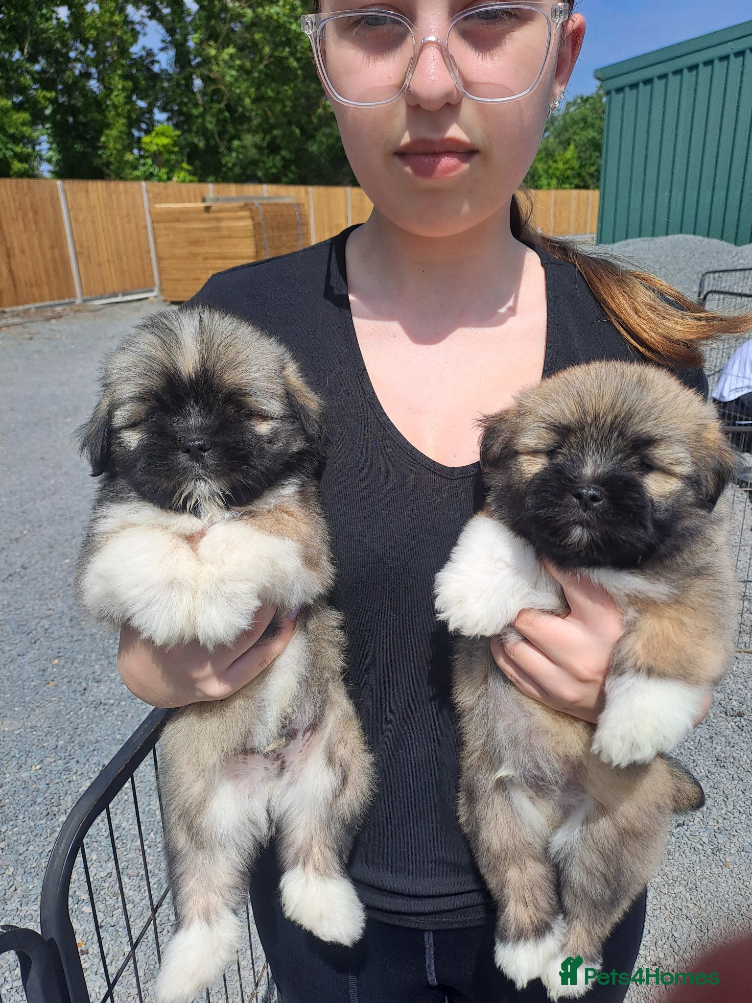 Lhasa Apso dogs Lhasa Apso Puppies  - Advert 3