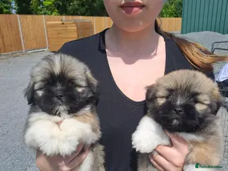 Lhasa Apso dogs Lhasa Apso Puppies - Advert 3