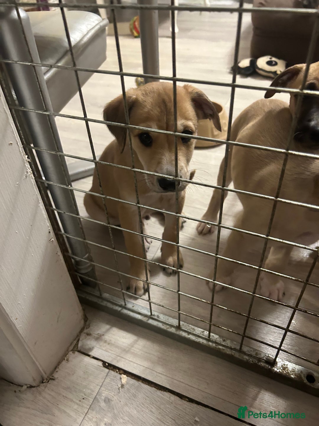 Mixed Breed dogs for sale: Salukigrey/bullgrey hound - Advert 9