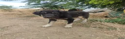 Mixed Breed dogs for adoption: Masiey 4,5 months Macedonian rescue pups - Advert 3
