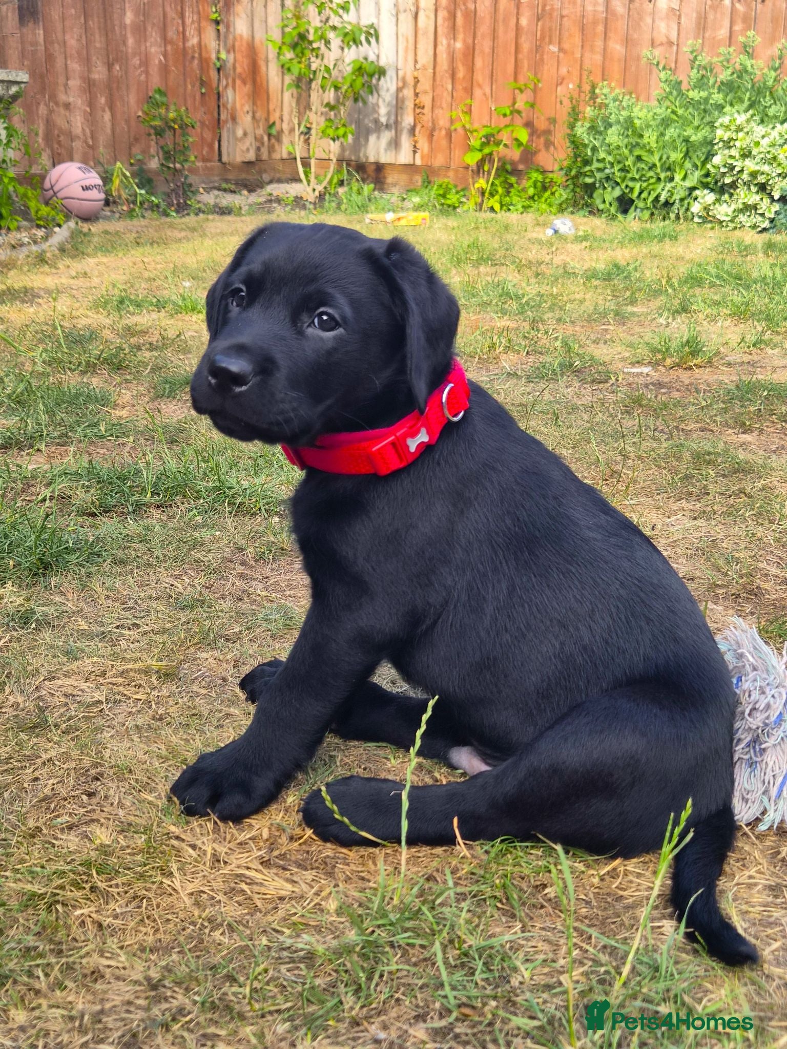 Labrador Retriever dogs KC Labrador BOY: healthy, smart, toilet trained - Advert 1