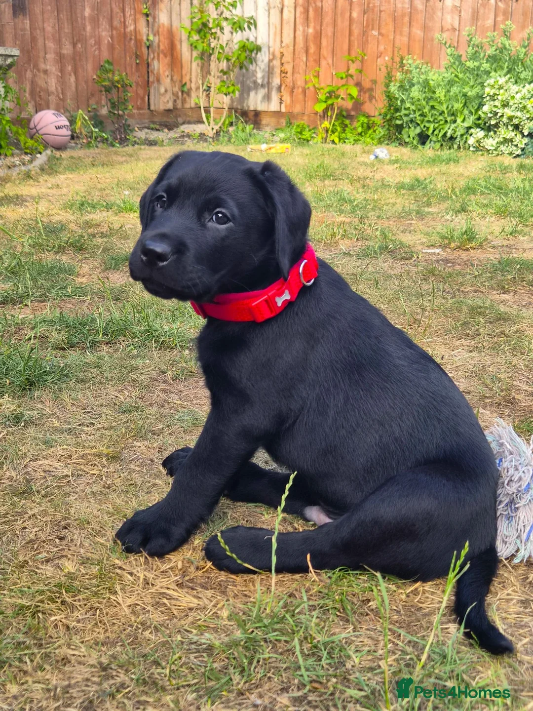Labrador Retriever dogs for sale: KC Labrador BOY: healthy, smart, toilet trained - Advert 1