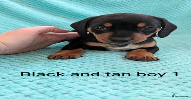 Miniature Dachshund dogs - Advert 8