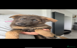 German Shepherd dogs for sale: Ready now pedigree German shepherd puppies - Image 3