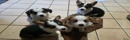 Welsh Corgi Pembroke dogs for sale: Qualifed Pembroke Welsh Corgi puppies in Liverpool - Advert 3