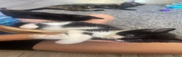 Mixed Breed cats for sale: 7 very cute kittens  - Advert 5