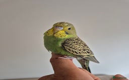 Budgerigars birds for sale: Tamed baby hen green - Image 5