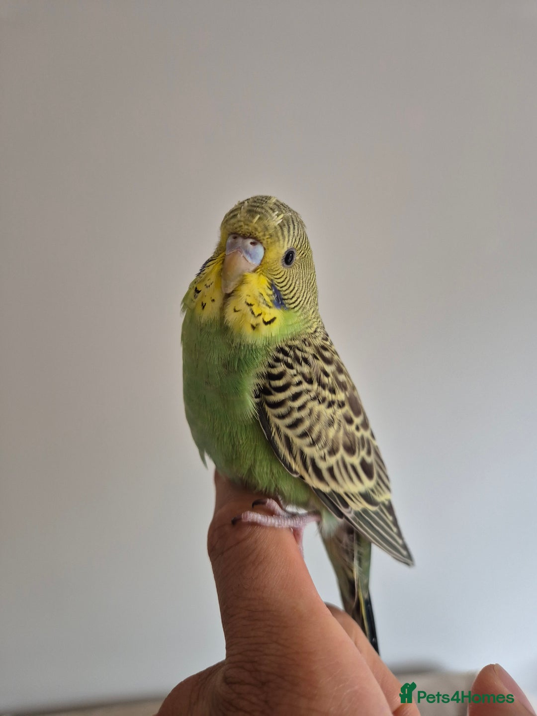 Budgerigars birds for sale: Tamed baby hen green - Image 5