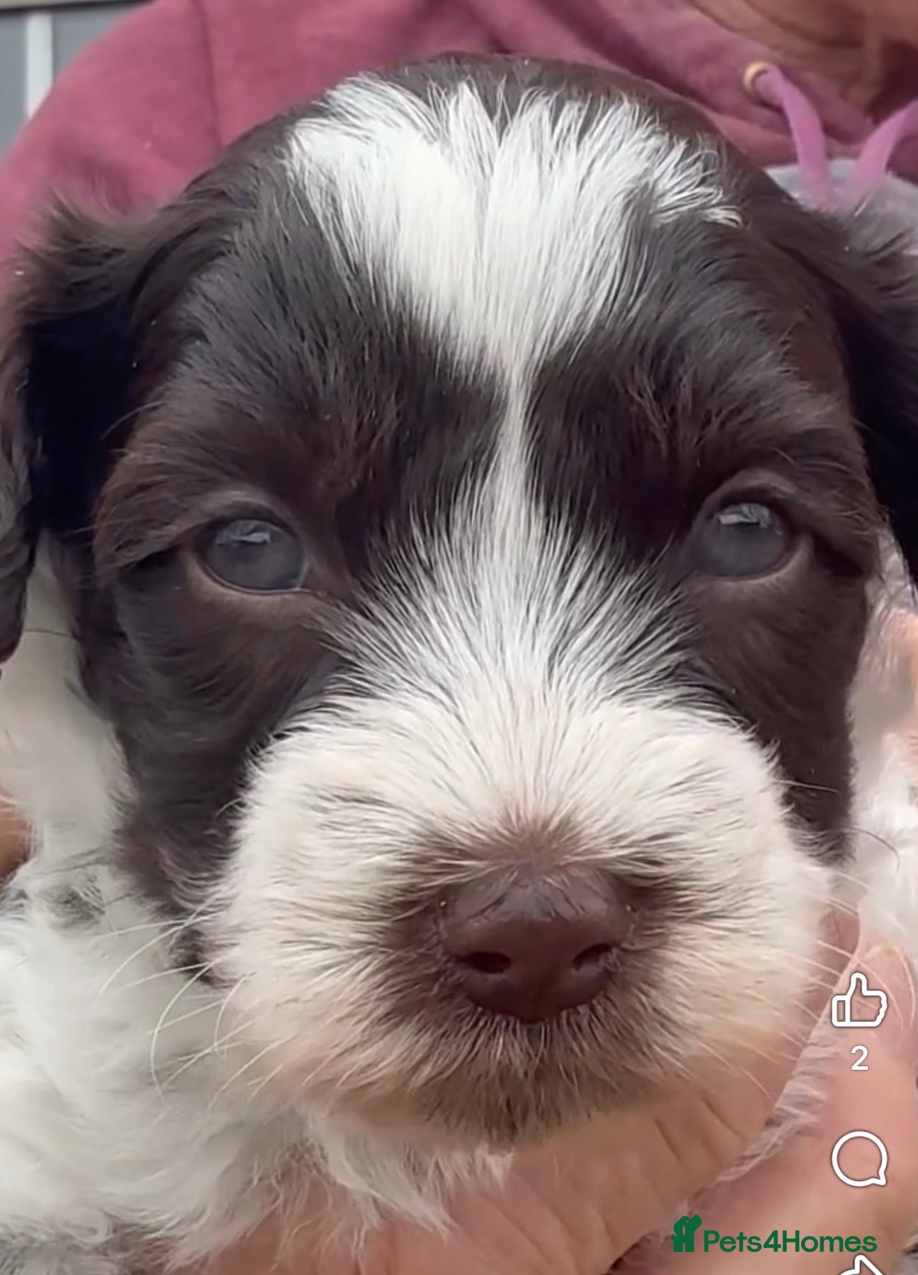 Yorkiepoo dogs Yorkipoos for sale - Advert 2