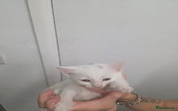 Turkish Angora cats for sale: Turkish angora kittens - Image 16