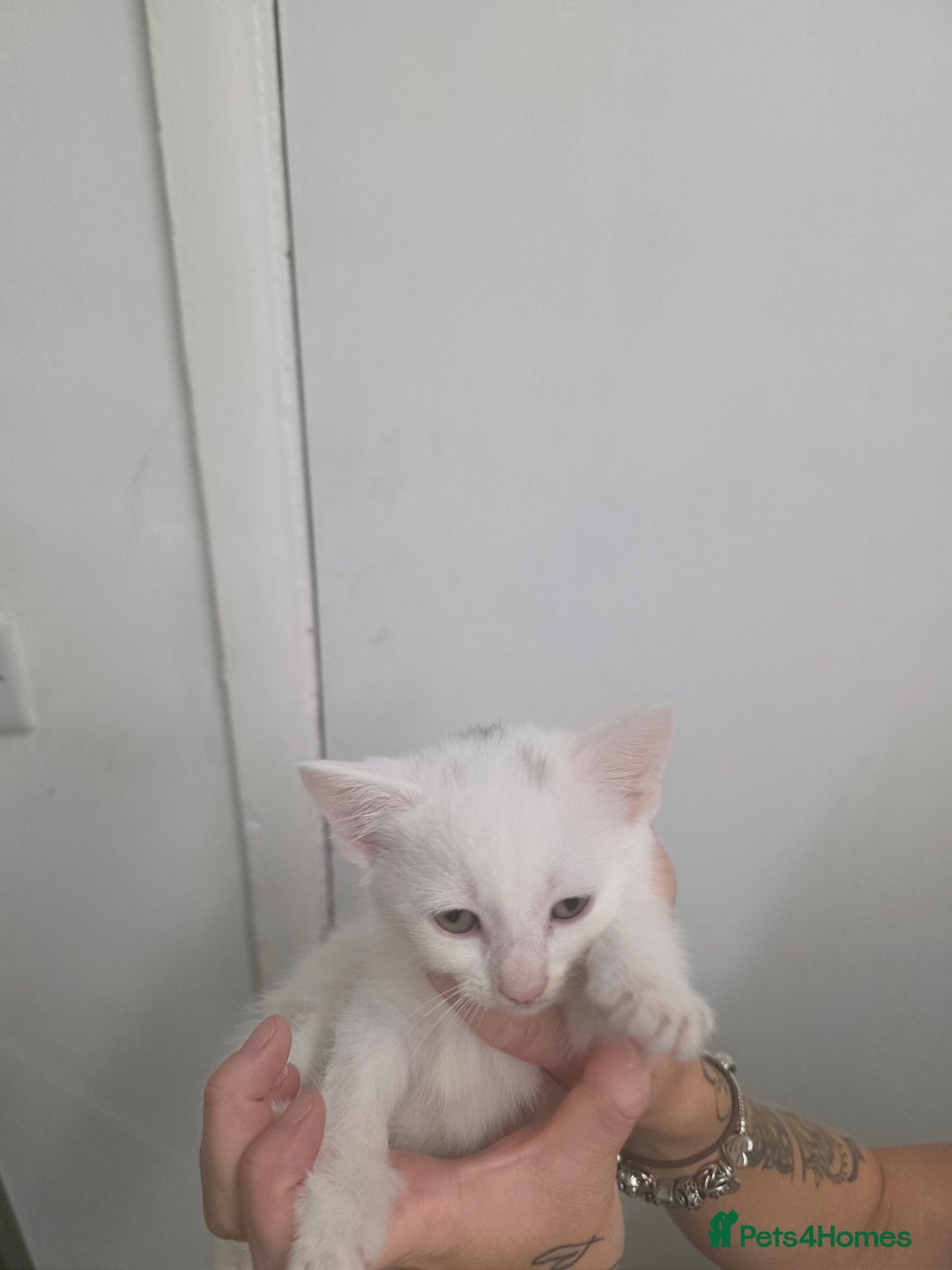 Turkish Angora cats for sale: Turkish angora kittens - Image 16