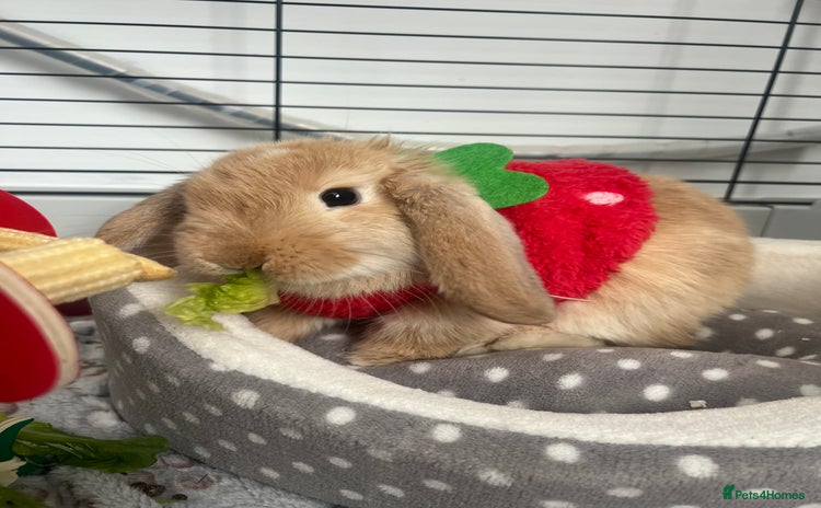 Dwarf Lop rabbits - Advert 1