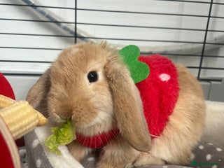 Dwarf Lop rabbits - Advert 10