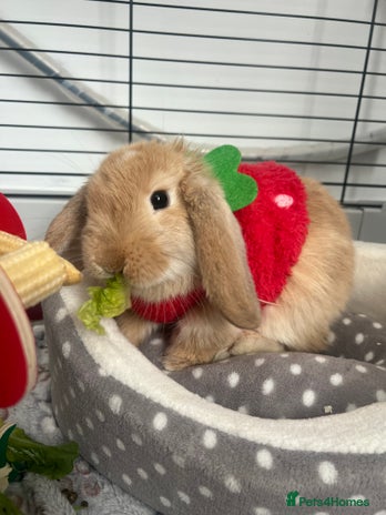 Dwarf Lop rabbits - Advert 9