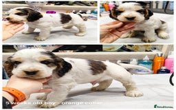 Cocker Spaniel dogs for sale: KC English Show Type Cocker Spaniel Puppies  - Image 18