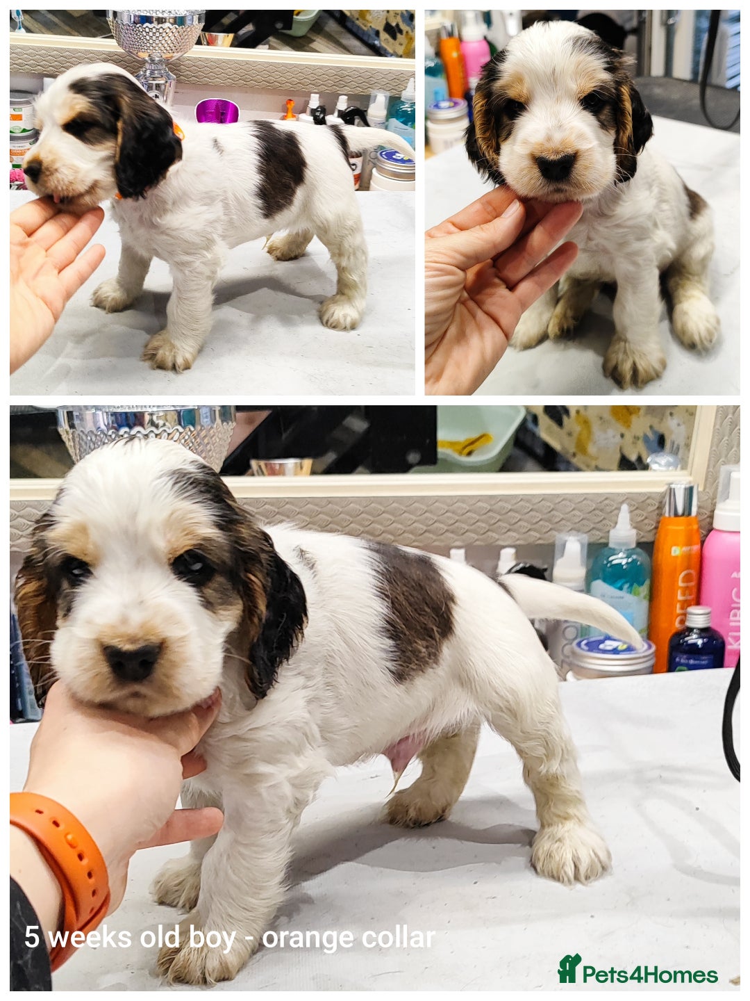 Cocker Spaniel dogs for sale: KC English Show Type Cocker Spaniel Puppies  - Image 18