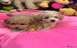 Maltipoo dogs for sale: 🩷Maltipoo F1 Babies🩵 - Image 9