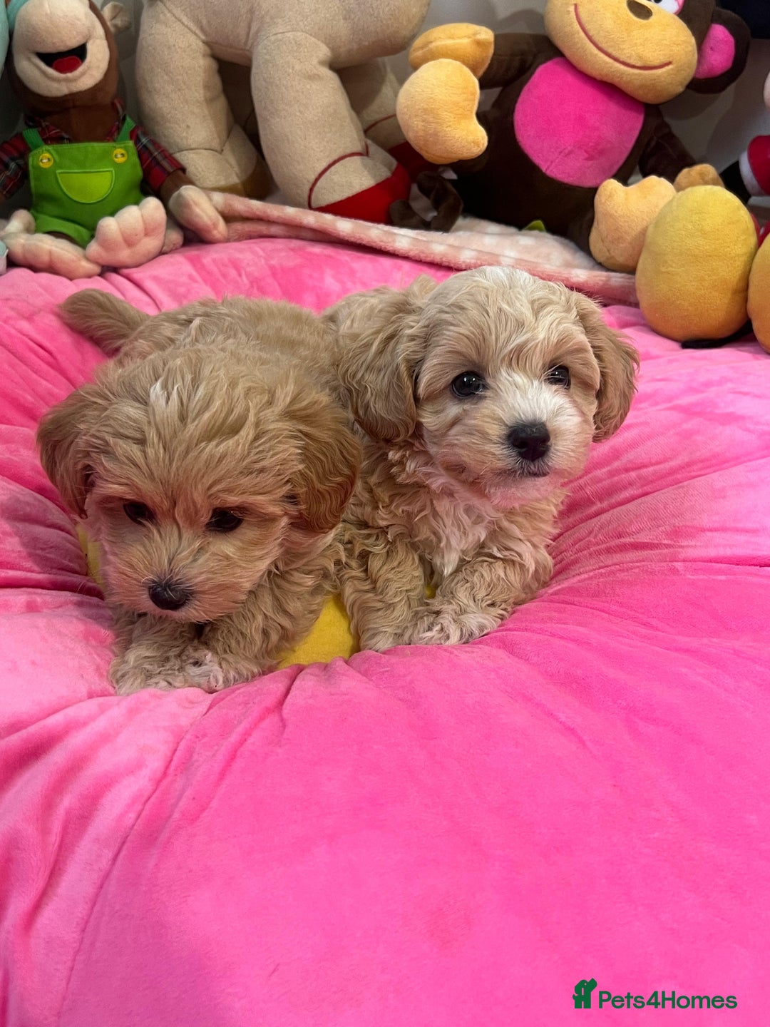 Maltipoo dogs for sale: 🩷Maltipoo F1 Babies🩵 - Image 9
