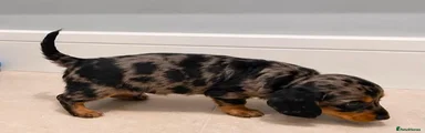 Dachshund 1