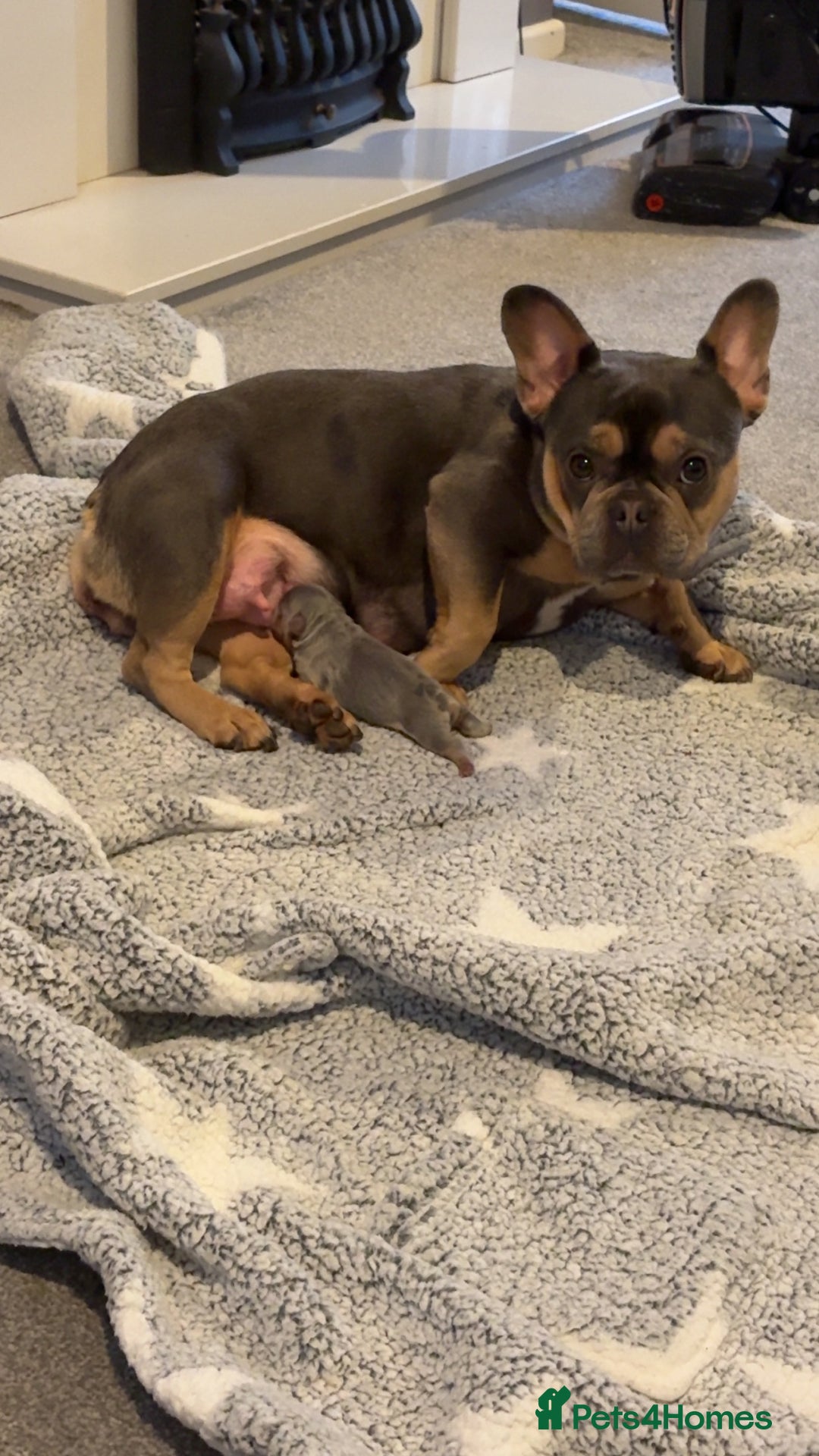 French Bulldog dogs for sale: Fluffy frenchi  - Advert 5